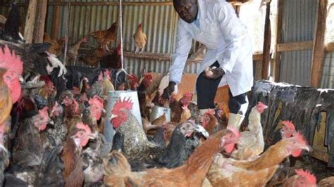 MILLIONAIRE KIENYEJI CHICKEN FARMER SUCCESS STORY PART 2 YouTube