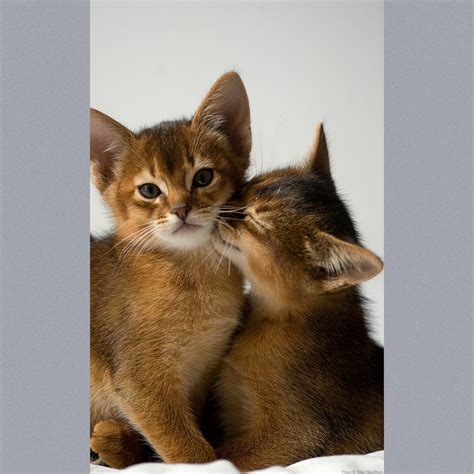 Abyssinian - Information, Health, Pictures & Training Pet Paw