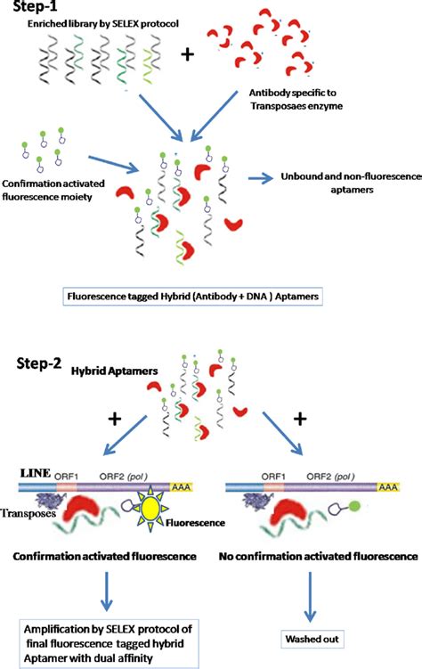 Generation Of Fluorescence Tagged Hybrid Aptamer With Dual Affinity For