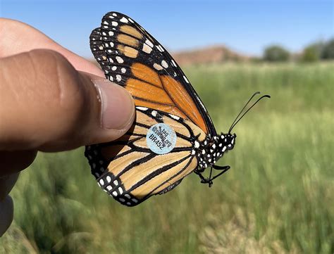 For The Love Of Monarchs How We Joined The Push To Save A Beloved