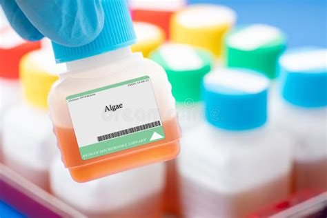 Actinomycetes Stock Photo Image Of Including Flora 279223702