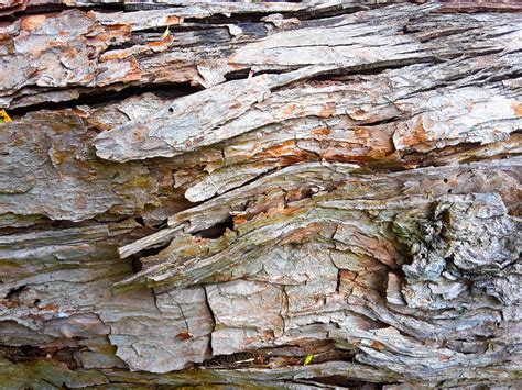 Fotos Gratis Rbol Naturaleza Rock Rama Planta Textura Hoja El