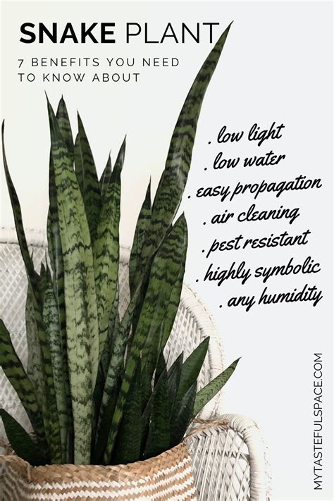 Propagate Snake Plant Health Benefits - online sampai kaya