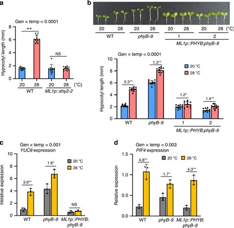 Epidermal Auxin And Phyb Regulate High Temperature Induced Hypocotyl