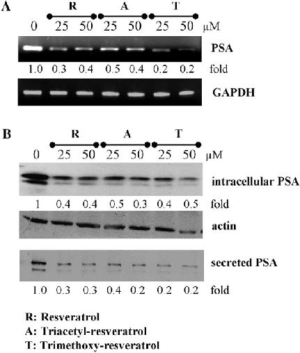 Changes In The Expression Of PSA In LNCaP Cells By Resveratrol And Its