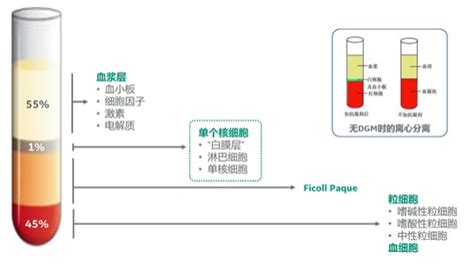 细胞密度梯度分离介质Ficoll人外周血单个核细胞的分离 丁香实验