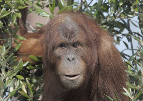 Budi The Sumatran Orang Utan Subadult Male Pongo Pygmaeus Flickr