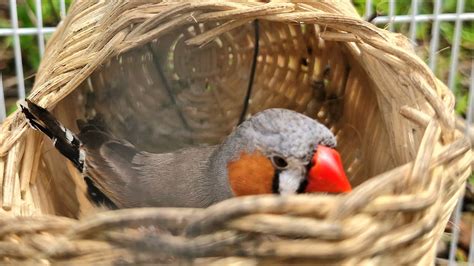 I Got A New House And I M About To Lay Eggs Zebra Finch Sounds Finches Bird Youtube