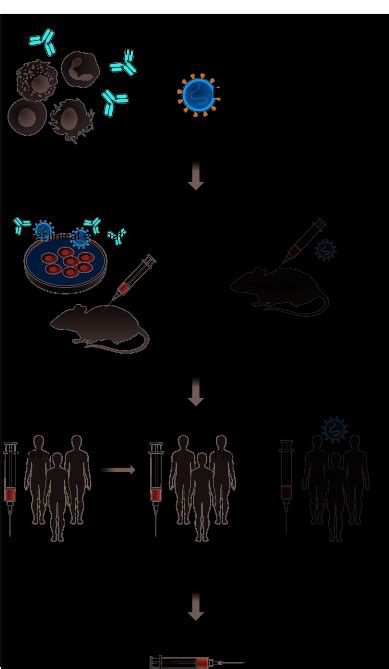 Toward A Vaccine Against Hepatitis C Virus Science