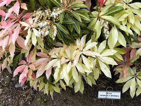 Japanese Pieris Andromeda Lily Of The Valley Shrub Pieris Japonica