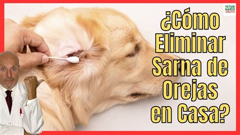 C Mo Curar Los Caros De La Sarna En Las Orejas De Los Perros Con