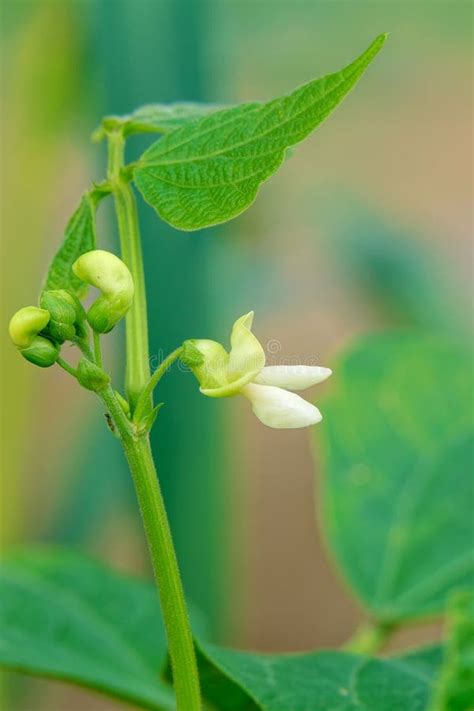 Phaseolus vulgaris stock photo. Image of bloom, buds - 190506324