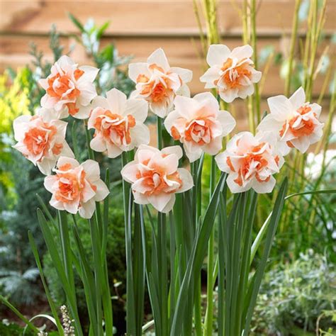 Daffodil Bulbs | Shop 48 Varieties | Eden Brothers