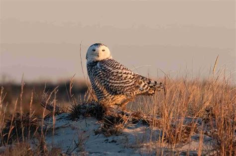 Fun Snowy Owl Facts For Kids Kidadl