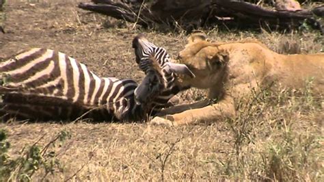 Lioness Feasting On Zebra Youtube