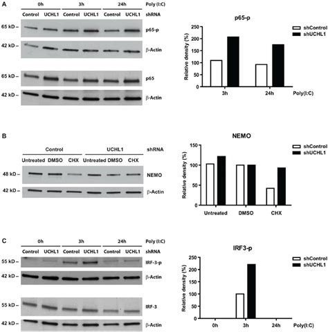 UCHL1 Reduces Phosphorylation Levels Of IRF3 And P65 And Degrades NEMO