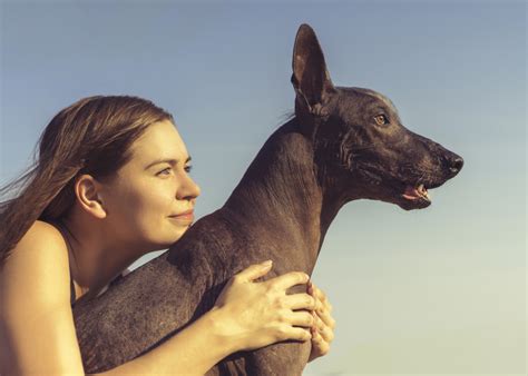 Xoloitzcuintli Guide Lifespan Size And Characteristics