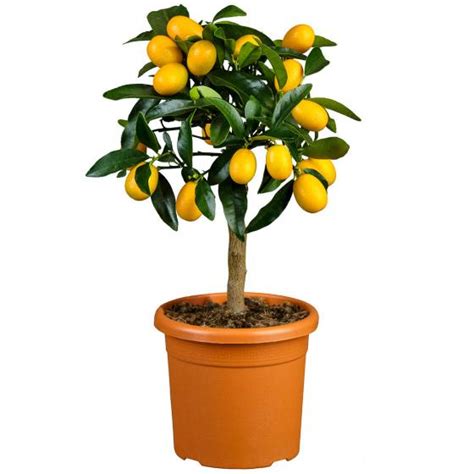 Calamondin Orangen Stamm im ca 15 cm Topf online kaufen bei Gärtner