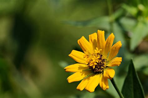 Flor Zinnia Elegante Flora Foto Gratis En Pixabay Pixabay