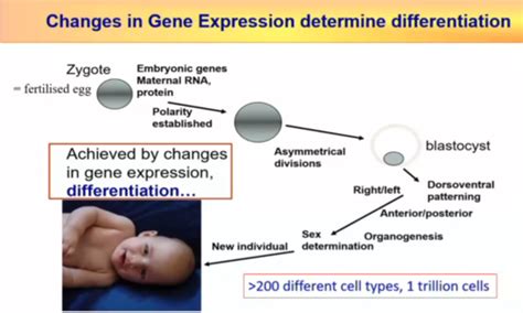 Regulation Of Eukaryotes Gene Expression Flashcards Quizlet