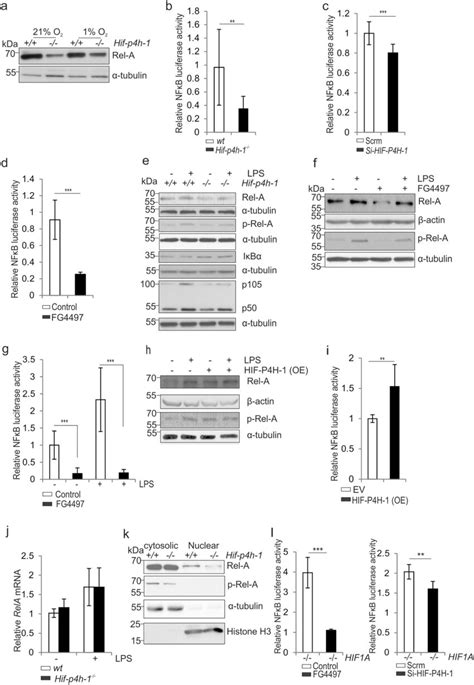 Lack Of Hif P4h 1 Suppresses Nf κb Activity A Western Blot Analysis