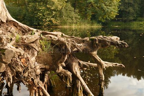 Picturesque Stump With Old Crooked Roots Stock Image Image Of Branch