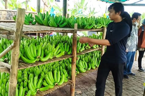 Bri Dorong Produktivitas Usaha Pisang Cavendish Di Lahan Non Produktif