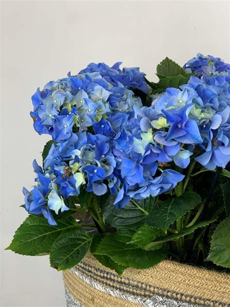 Cesta De Flores Con Hortensias Azules Picris