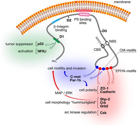 Frontiers Helicobacter Pylori Caga From Pathogenic Mechanisms To Its