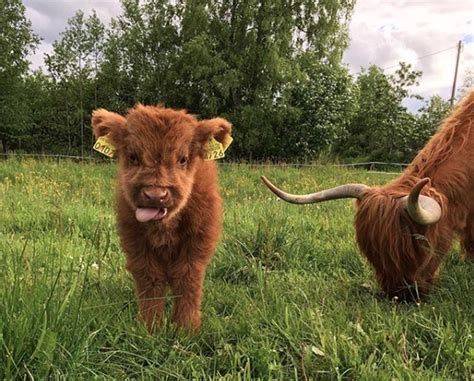 Schottische Hochland Kälber süsse Tierbabys wirken heilend