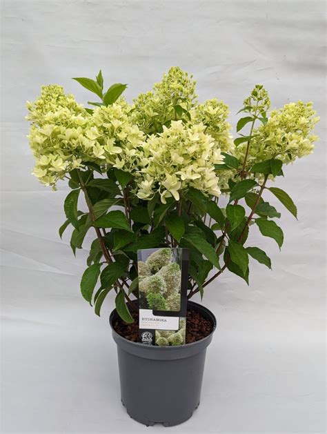 Hydrangea Paniculata Sweet Summer — Grossiste En Plantes Floraccess