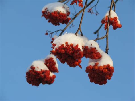 Free Images Tree Branch Blossom Plant Fruit Berry Flower Food