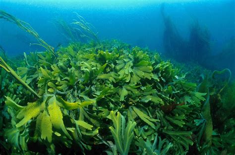 Водоросли В Море Фото – Telegraph