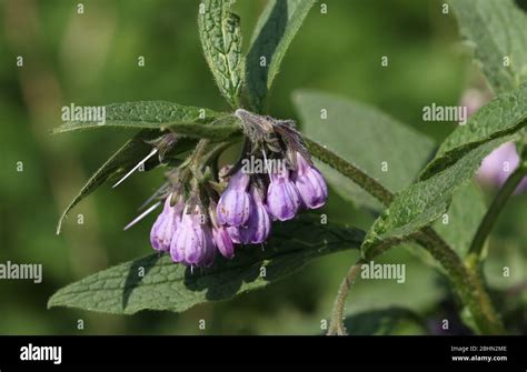 Comfrey Flowers Uk High Resolution Stock Photography And Images Alamy