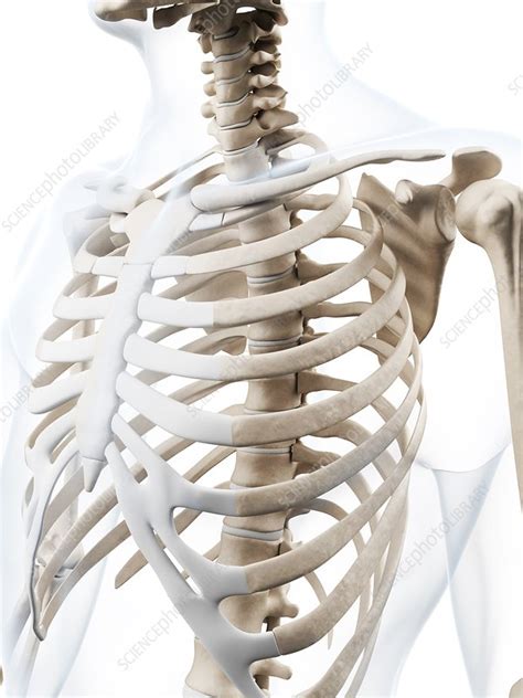 Human Ribcage Artwork Stock Image F010 5744 Science Photo Library