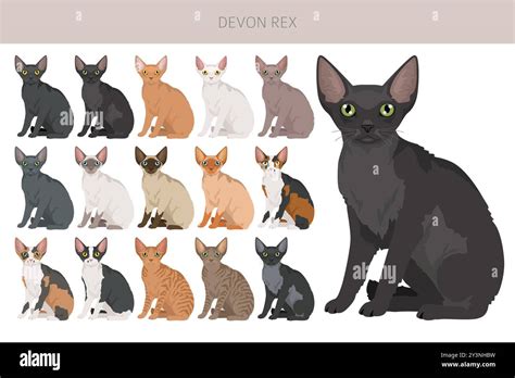 Devon Rex Cat clipart. All coat colors set. All cat breeds ...