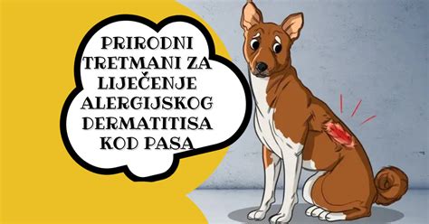 Prirodni Tretmani Za LijeČenje Alergijskog Dermatitisa Kod Pasa Pet