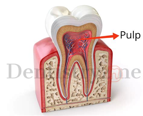 Dental Pulp Morphology Histology Innervation Vascular Supply