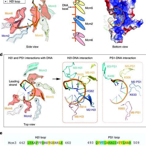 The Leading SsDNA Inside The C Tier Motor Ring Of CMG Helicase A A