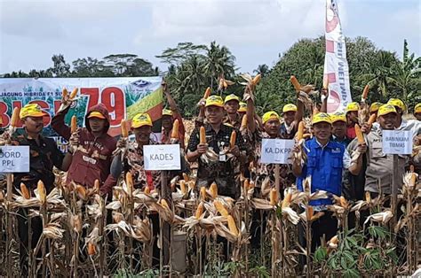 Lewat Ffd Program Csa Petani Purworejo Optimistis Tingkatkan Produktivitas