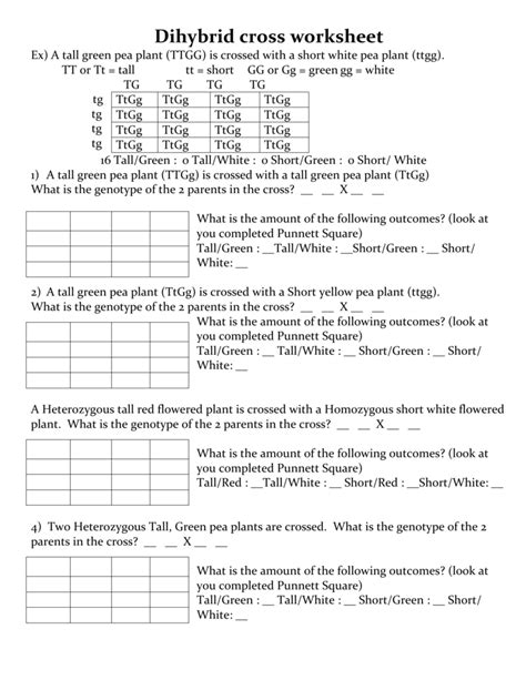 Pea Plant Punnett Square Worksheet Tutore Master Of Documents