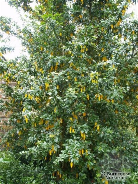 Berberis Valdiviana from Burncoose Nurseries