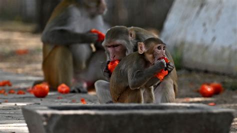 India’s Preparations for G20 Summit Must Also Account for Monkeys - The New York Times