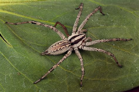 Funnel Web Spider Agelenopsis Aperta Bugguidenet