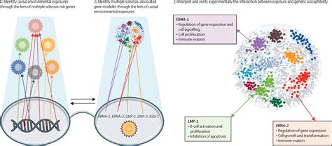 Epstein Barr Virus As A Cause Of Multiple Sclerosis Opportunities For Prevention And Therapy