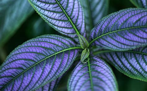 3840x2160 Resolution Focus Photography Of Purple Leafed Plant HD