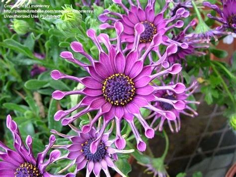 Plantfiles Pictures Osteospermum African Daisy Cape Daisy Whirligig