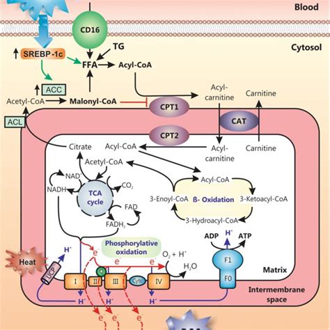 Molecular Pathways Of Nonalcoholic Fatty Liver Disease Development And