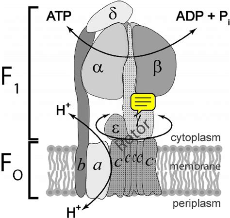 Cartoon Representation Of Bacterial Atp Synthase Crosssection Only