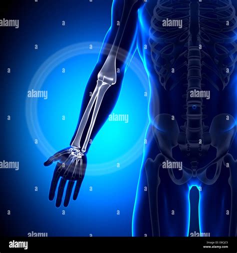 Radius And Ulna High Resolution Stock Photography And Images Alamy